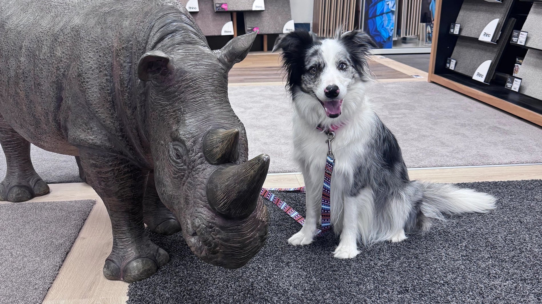 Pet Day-The Interiors Group