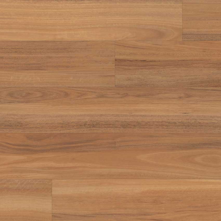 Northern Spotted Gum