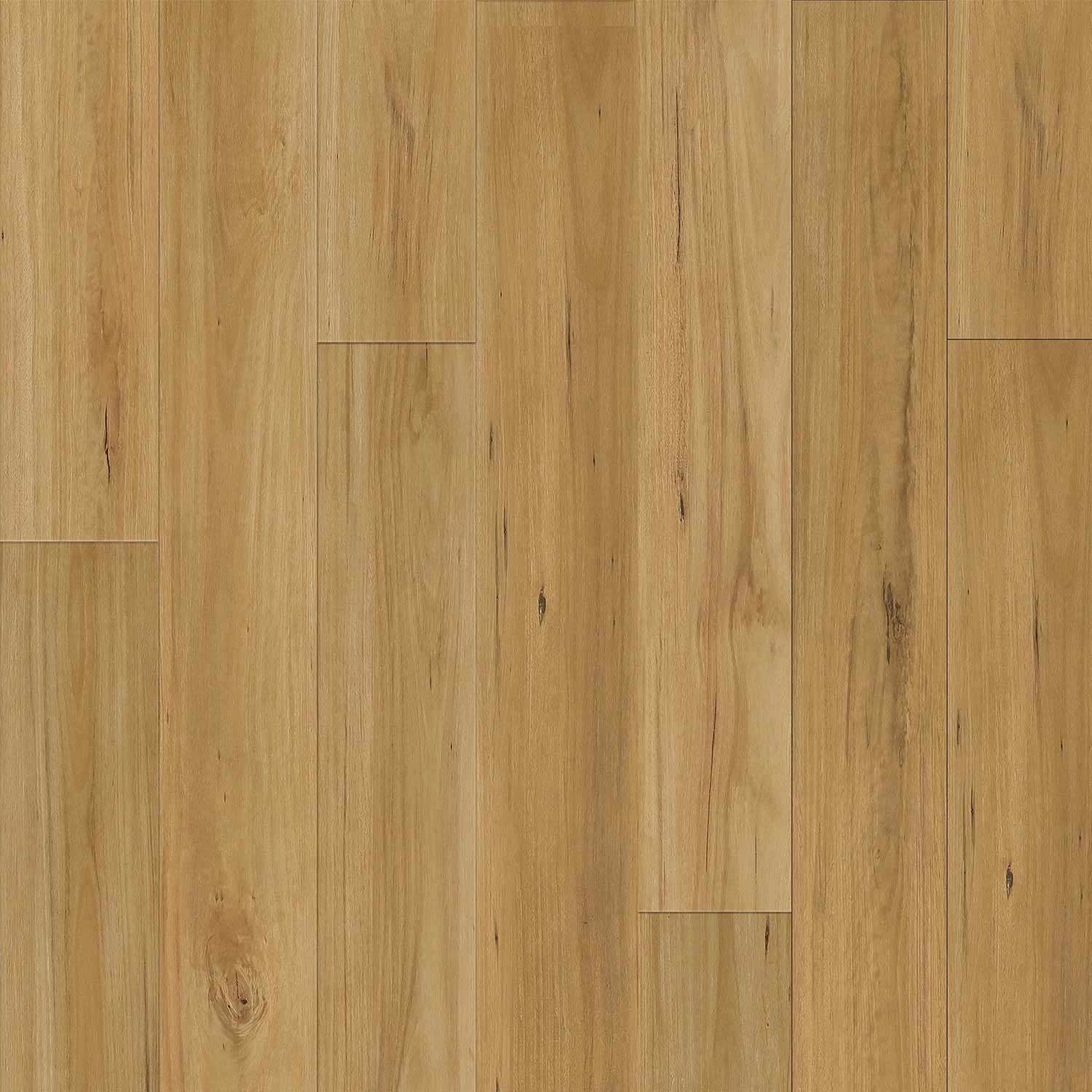 Blackbutt