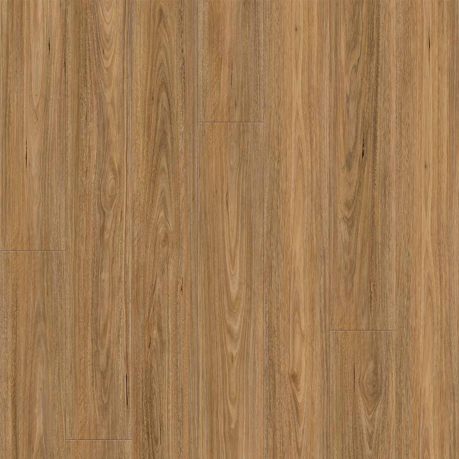 Spotted Gum