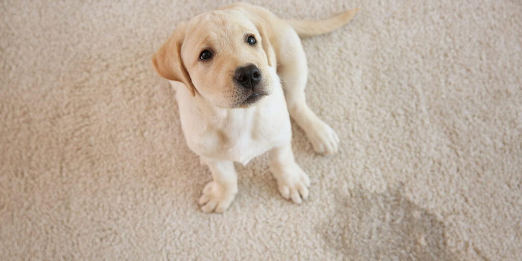 How to Clean Pet Accidents from Carpet  (and Prevent Long-Term Damage)