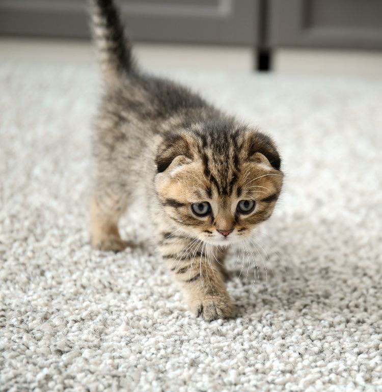 How to Cat-Proof Your Carpet